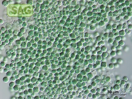 Este experimento con microbios va a ser tan largo que todos los científicos que participan morirán antes de que concluya