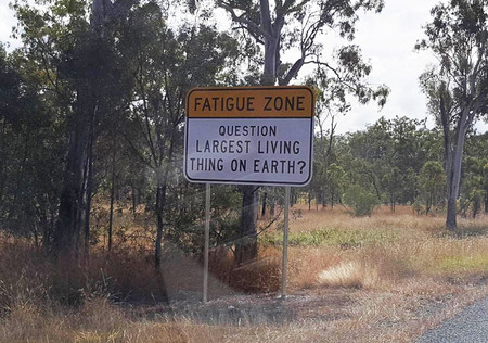 Trivia Road Signs Australia 59acf480d9f88 700