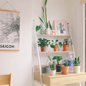 Ya en Lidl la planta perenne que parece un pequeño árbol y da el toque verde a tu casa todo el año