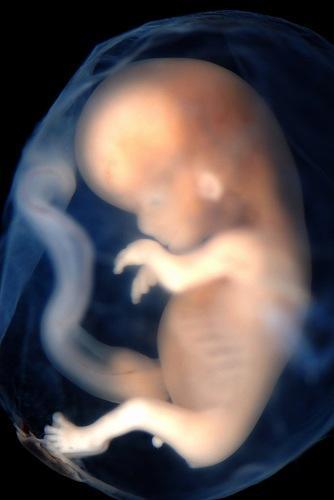 Los grados de madurez de la placenta