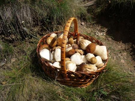 Los funghi porcini y sus usos en la cocina