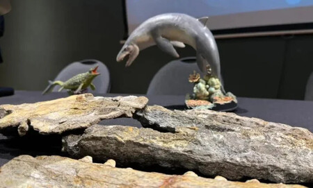 Dientes De Nuevo Mosasaurio