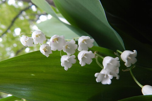 Flores peligrosas