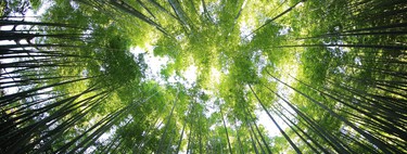 Los créditos al carbono iban a ser el caballo de Troya de las emisiones. No han servido de nada