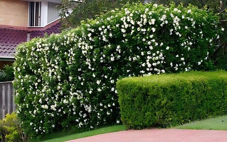 Murta é proibida em São Paulo e Mato Grosso do Sul. (Foto: Reprodução/O Cultivador)