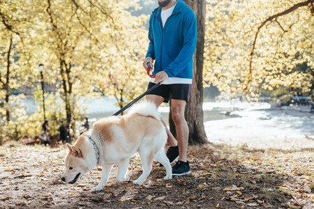 Perro de paseo