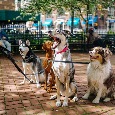 Ya ha entrado en vigor la norma de la Ley de Bienestar Animal que prohíbe a los dueños de perros y gatos que sus mascotas practiquen estas actividades 