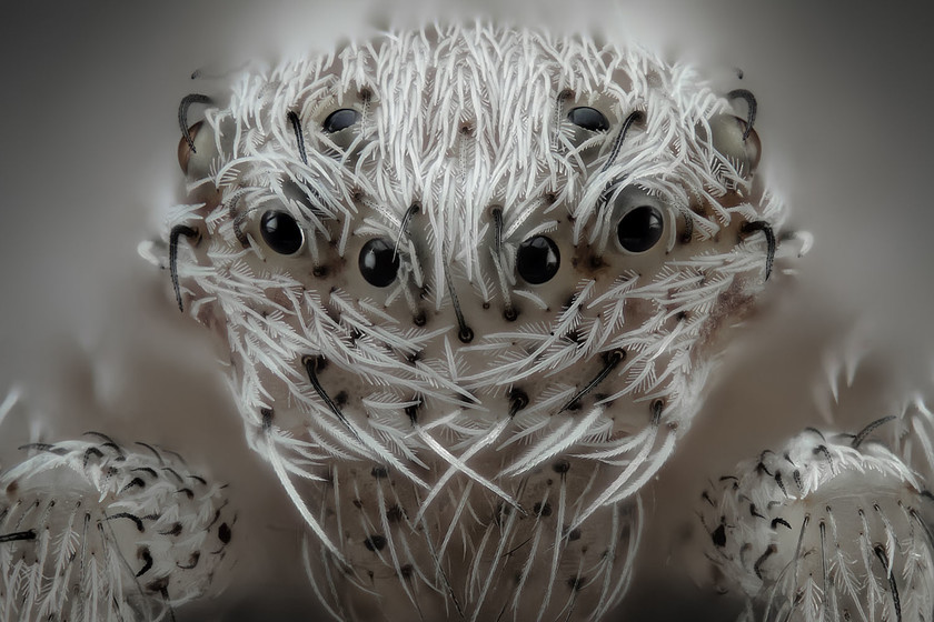 Un fascinante y desconocido mundo microscópico en las 20 fotomicrografías ganadoras del concurso Nikon Small World 2019