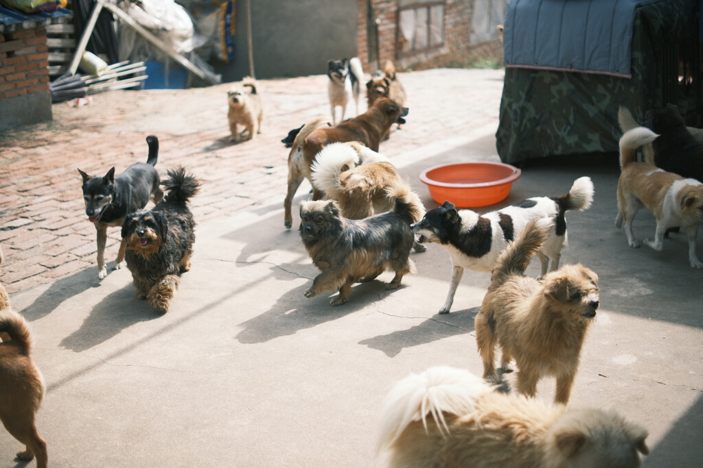 Guía para elegir la residencia canina perfecta donde dejar a tu perro 