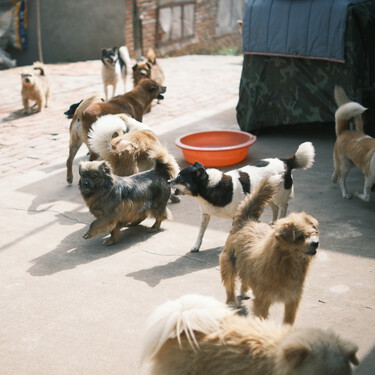 Guía para elegir la residencia canina perfecta donde dejar a tu perro 