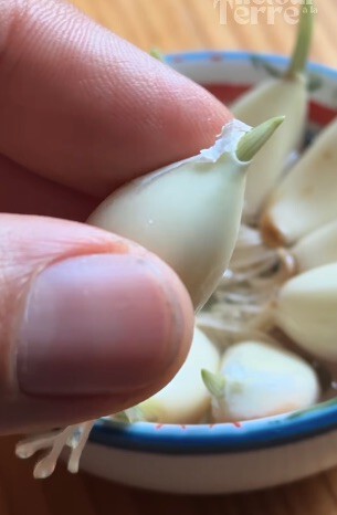 El diente de ajo con un brote asomando