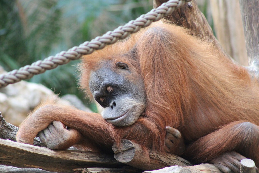 El ser humano es el primate que menos duerme. La ciencia tie
