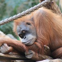 El ser humano es el primate que menos duerme. La ciencia tiene claro que es un "experimento evolutivo radical" 