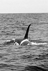 Caza de orcas en las costas de Cádiz