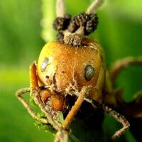 The Last of Us: este documental de la BBC inspiró la escena inicial de la serie y el uso del Cordyceps para el juego 