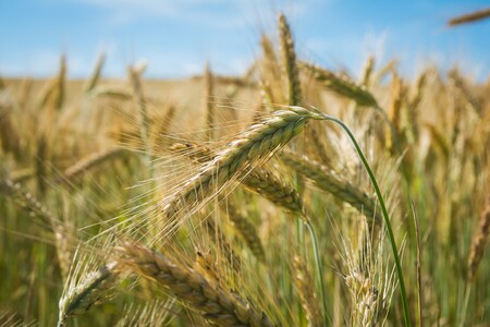 Consejos para incorporar más granos enteros en tu alimentación