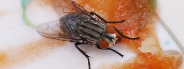 Con esta solución de Aldi tendrás la casa libre de moscas y mosquitos: es la alternativa moderna a las cortinas antiinsectos que nuestras abuelas tenían en el pueblo