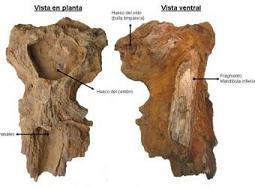 ¿Ballenas en Lepe?