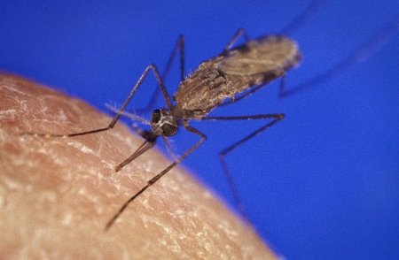 Las picaduras de insectos y medusas en verano