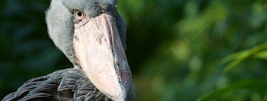 Este pájaro africano de tamaño humano no solo parece salido de una película de terror, también se alimenta de cocodrilos bebés