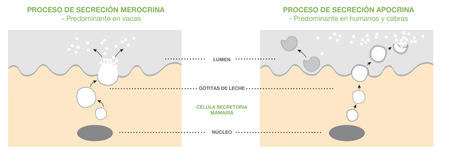 Proceso Secrecion Grasaleche Blanco
