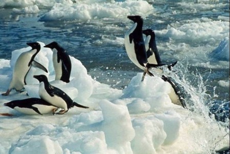 Las perversas costumbres sexuales de los pingüinos Adelia que se difundieron en un libro clandestino
