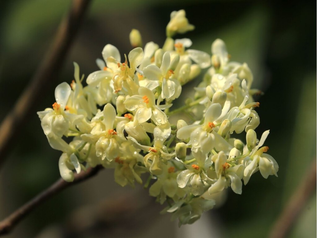 El pequeño árbol que perfuma balcones y terrazas con un aroma dulce durante meses