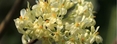 El pequeño árbol que perfuma balcones y terrazas con un aroma dulce durante meses 