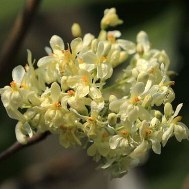 El pequeño árbol que perfuma balcones y terrazas con un aroma dulce durante meses 