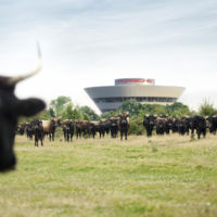 No, Lamborghini no ha invadido Porsche. Estos toros forman parte del plan de sostenibilidad de la marca