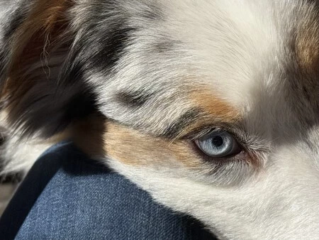 iPhone 16 Pro Max、Fusion Camera、24mm、f1.78、シャッター 1/11364s で撮影した写真。画像の中の犬は絶えず動いていますが、iPhone 16 Pro の撮影速度が向上したことで、細部に富んだこの素晴らしい画像が実現しました。