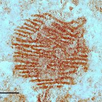 Hace 43.000 años alguien untó su dedo rojo y lo puso sobre una piedra de Segovia. Hoy es la huella humana más antigua del mundo