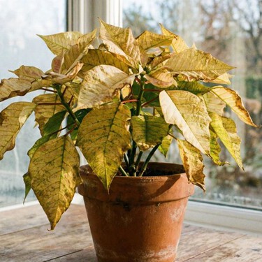 Cómo evitar que las hojas de tu Nochebuena se vuelvan amarillas: sigue estos simples pasos