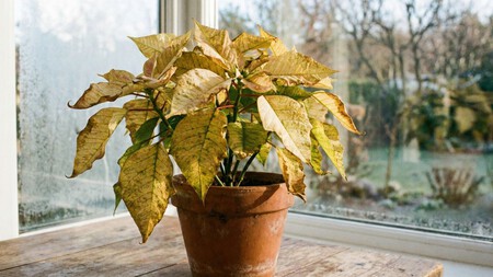 Cómo evitar que las hojas de tu Nochebuena se vuelvan amarillas: sigue estos simples pasos