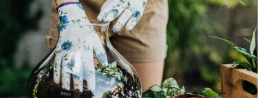 No solo musgo: las mejores plantas para empezar un terrario en casa sin complicarse 