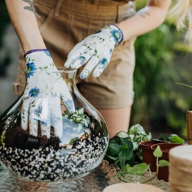 No solo musgo: las mejores plantas para empezar un terrario en casa sin complicarse 