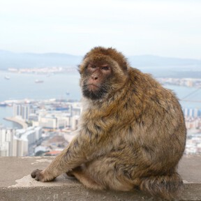 La comida de los turistas es tan mala, que los monos de Gibraltar comen tierra para aliviar el malestar digestivo que les provoca