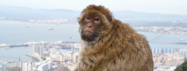 La comida de los turistas es tan mala, que los monos de Gibraltar se automedican comiendo tierra como si fuera Almax