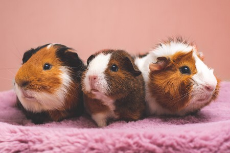 Qué debo hacer si tengo en casa una 'mascota prohibida' por la Ley de Bienestar Animal