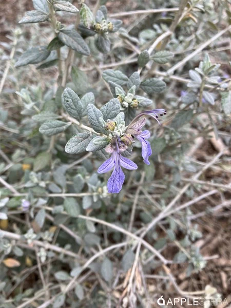 この iPhone にはマクロモードがないにも関わらず、クローズアップ写真で細部までよく捉えられます。