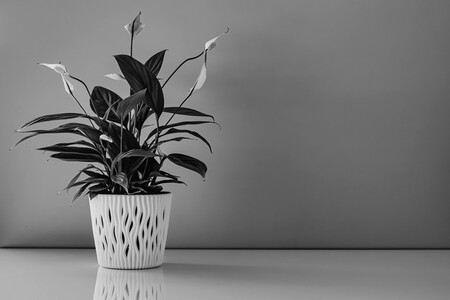 Pexels Edyttka Stawiarska 1763030 29431192