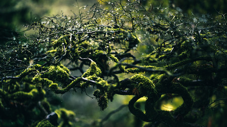 Trucos Para Fotografiar Arboles 04