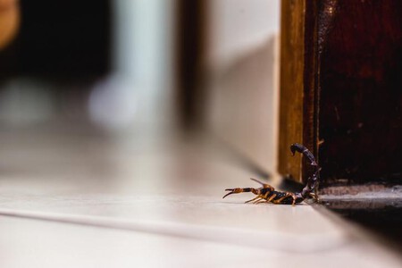 Alacranes En Casa