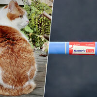 El problema de "mi gato está gordo" es tan común que la industria ha tenido una idea: "Ozempic para gatos"