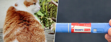 El problema de "mi gato está gordo" es tan común que la industria ha tenido una idea: "Ozempic para gatos"