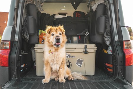 Viajar Perros Coche
