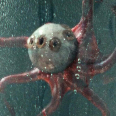Alien Ojo