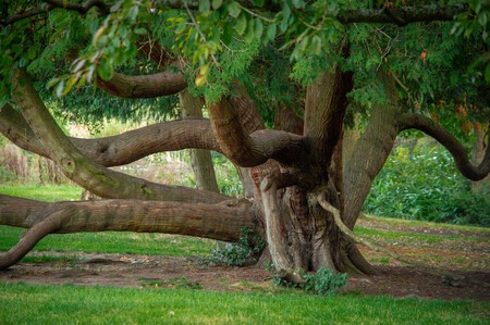 Arbol