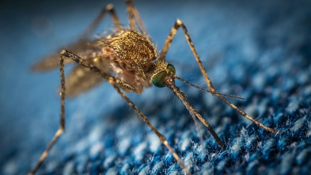 Este medicamento vuelve tóxica tu sangre para los mosquitos y puede ser la solución con la malaria. Noticias en tiempo real