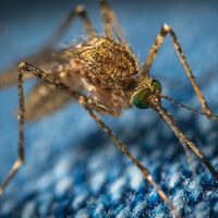 Este medicamento vuelve tóxica tu sangre para los mosquitos y puede ser la solución con la malaria